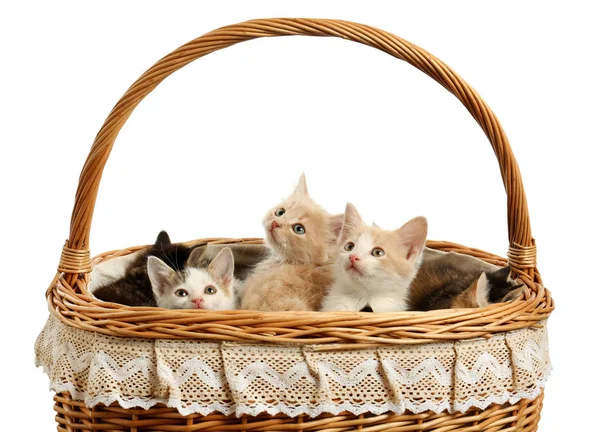 Lindos gatitos divertidos en cesta sobre fondo blanco — Foto de Stock
