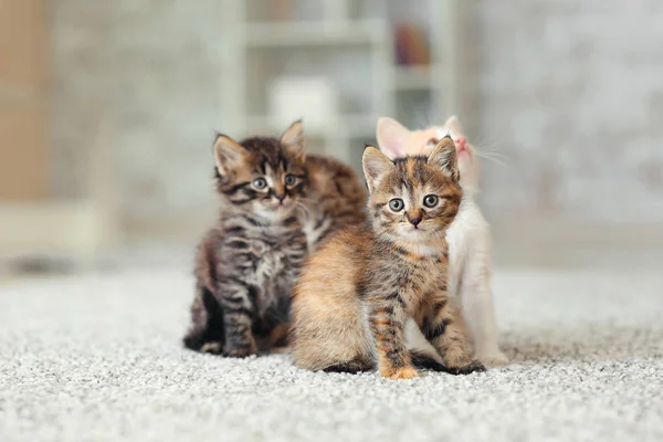 Leuke grappige kittens thuis — Stockfoto