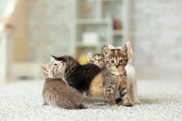 Lindos gatitos divertidos en casa — Foto de Stock