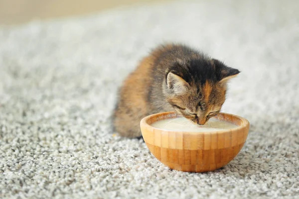 Cute funny kitten drinking milk at home — Stock Photo, Image