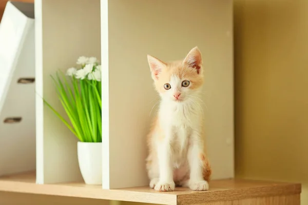 Cute funny kitten on shelf at home — Stock Photo, Image
