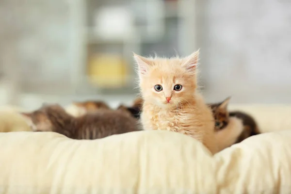 Cute funny kittens at home — Stock Photo, Image