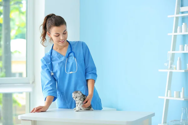 Veterinarian with cute little kitten in clinic — Stock Photo, Image