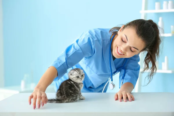 Veterinarian with cute little kitten in clinic — Stock Photo, Image