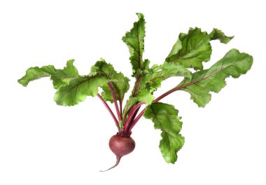 beyaz zemin üzerine taze pancar