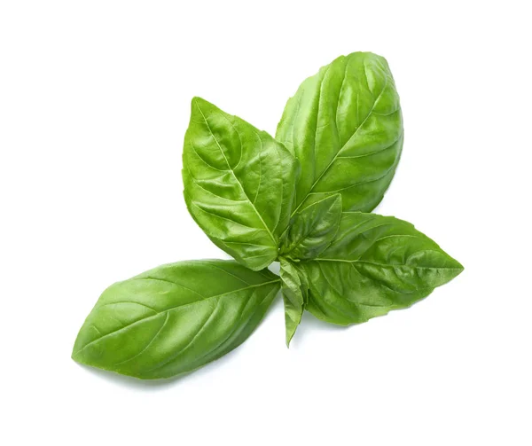 Fresh basil leaves on white background — Stock Photo, Image