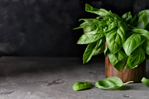 Bunch of fresh basil on dark background