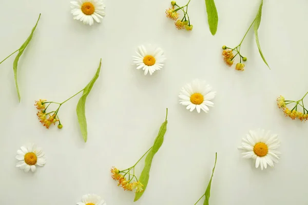 Veel kamille bloemen op lichte achtergrond — Stockfoto