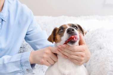 Evde fırça ile sevimli köpek Sahibi temizlik dişleri