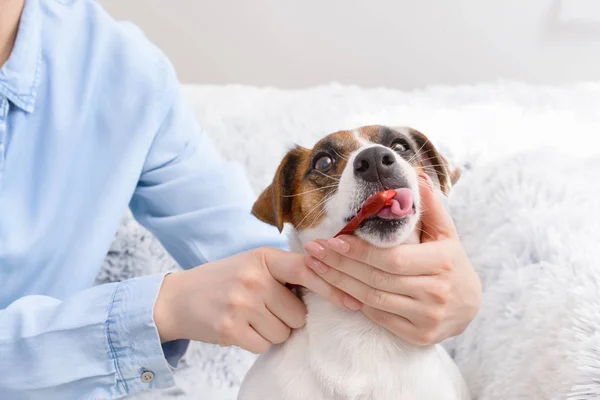 Owner cleaning teeth of cute dog with brush at home — Stock Photo, Image