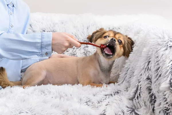 Vlastník čisticí zuby roztomilým psem se štětcem doma — Stock fotografie