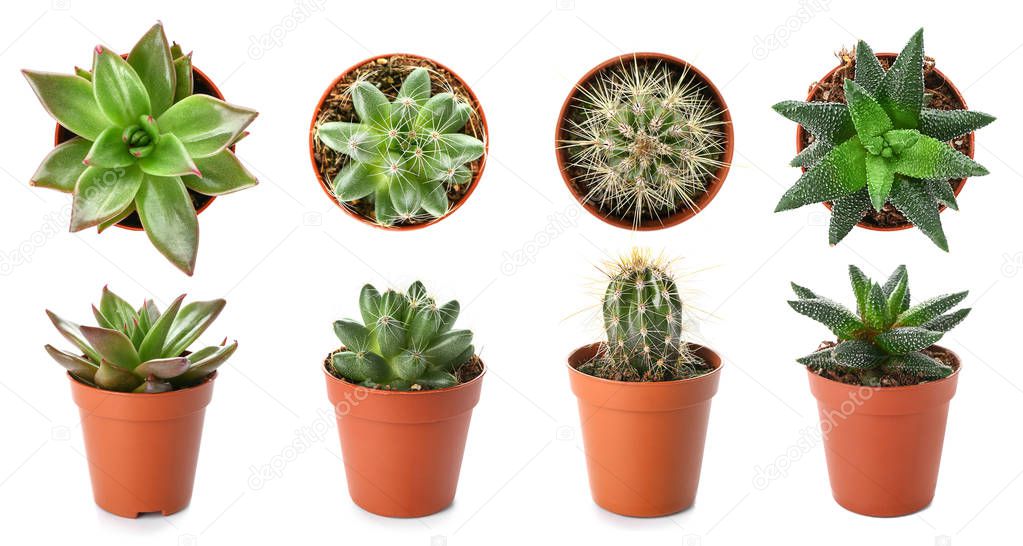 Different succulents in pots on white background