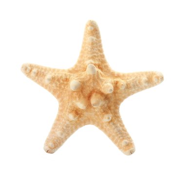 beyaz zemin üzerinde güzel deniz yıldızı