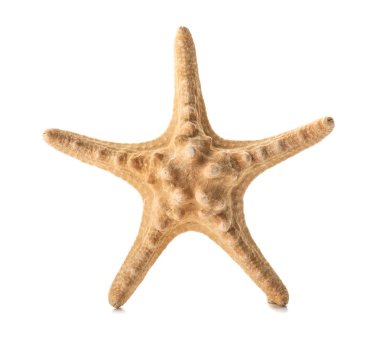 beyaz zemin üzerinde güzel deniz yıldızı