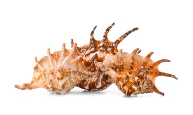 Beyaz arka planda güzel deniz kabukları