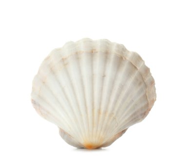 beyaz zemin üzerinde güzel deniz kabuğu