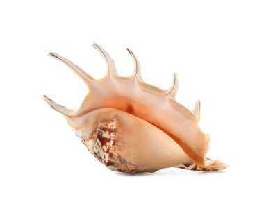 beyaz zemin üzerinde güzel deniz kabuğu