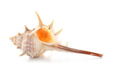 beyaz zemin üzerinde güzel deniz kabuğu