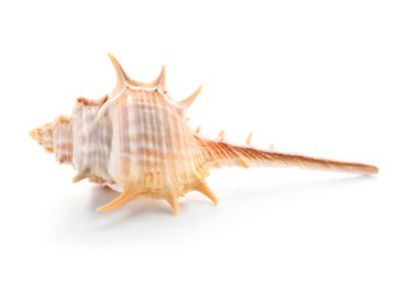 beyaz zemin üzerinde güzel deniz kabuğu