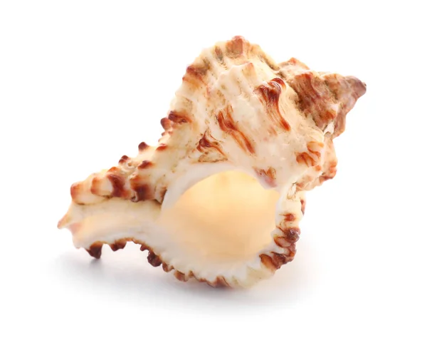 Beautiful sea shell on white background — Stock Photo, Image
