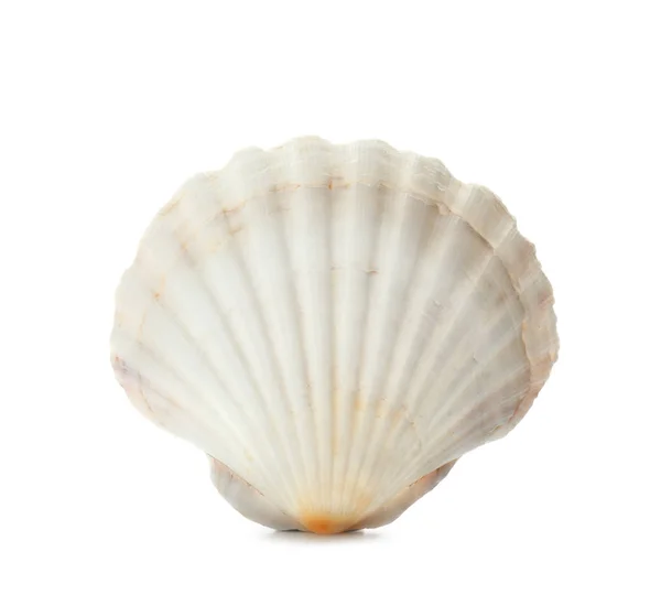 Beautiful sea shell on white background — Stock Photo, Image