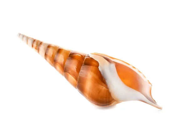 Hermosa concha marina sobre fondo blanco —  Fotos de Stock
