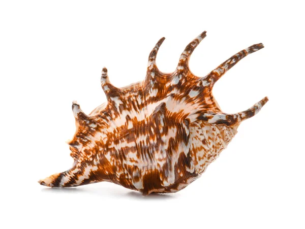 Beautiful sea shell on white background — Stock Photo, Image