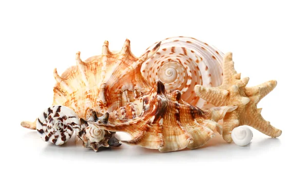 Belas conchas do mar no fundo branco — Fotografia de Stock