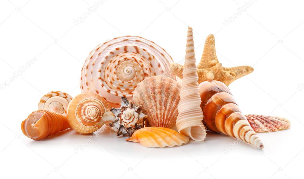 Beautiful sea shells on white background