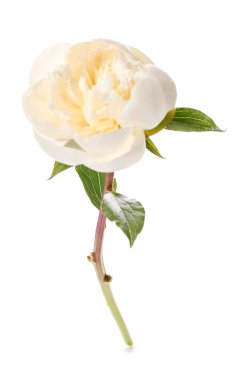 Beyaz arka planda güzel bir şakayık çiçeği