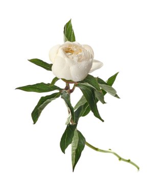 Beyaz arka planda güzel bir şakayık çiçeği