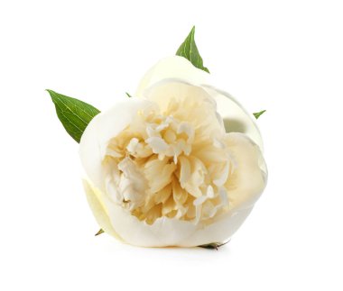 Beyaz arka planda güzel bir şakayık çiçeği