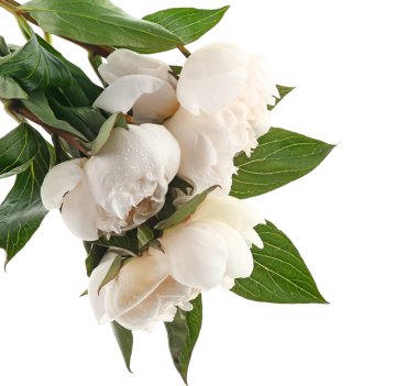 Beyaz arka planda güzel şakayık çiçekleri