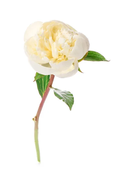 Bela flor de peônia no fundo branco — Fotografia de Stock