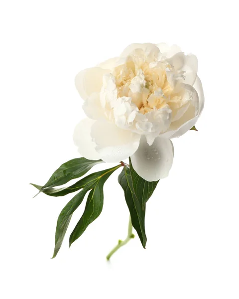 Bellissimo fiore di peonia su sfondo bianco — Foto Stock
