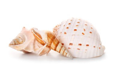 Beyaz arka planda güzel deniz kabukları