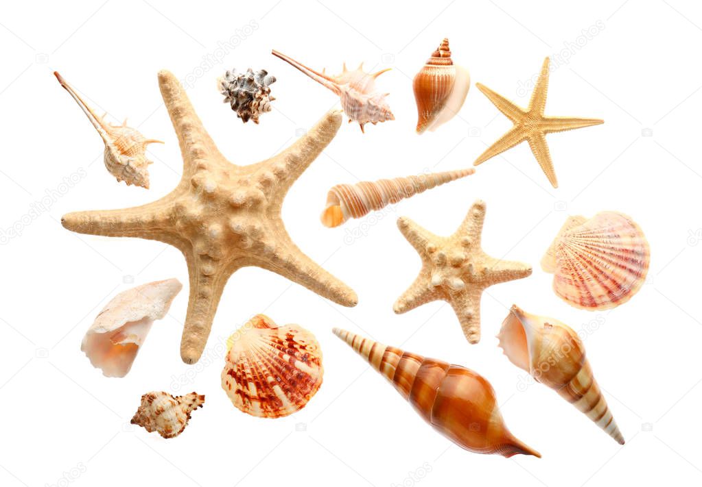 Many beautiful sea shells on white background, top view