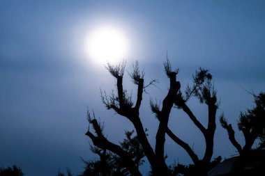 Gün batımında ağaçların koyu silüeti