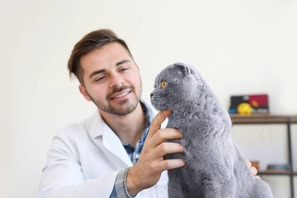 Veterinarian with cute cat in clinic