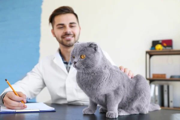 Veterinarian with cute cat in clinic — Stock Photo, Image