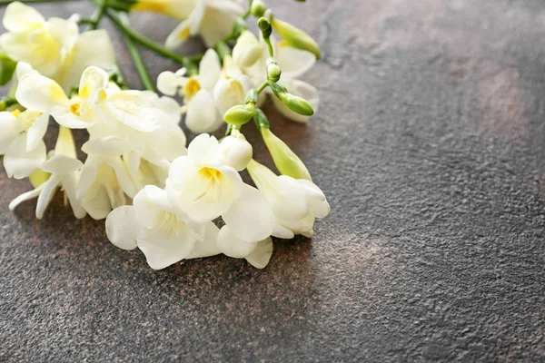 Belles fleurs freesia sur fond gris — Photo