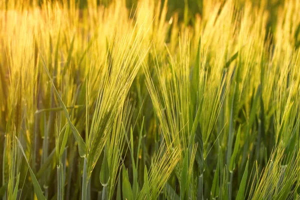 Beautiful wheat field in spring, closeup — Stock Photo, Image
