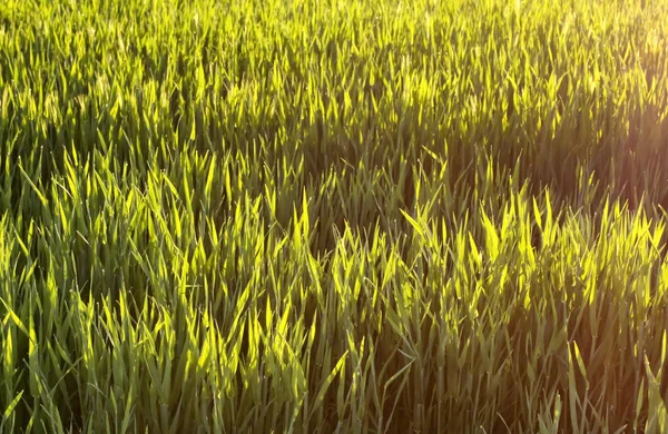 春の朝に露が落ちる若い緑色の小麦 — ストック写真