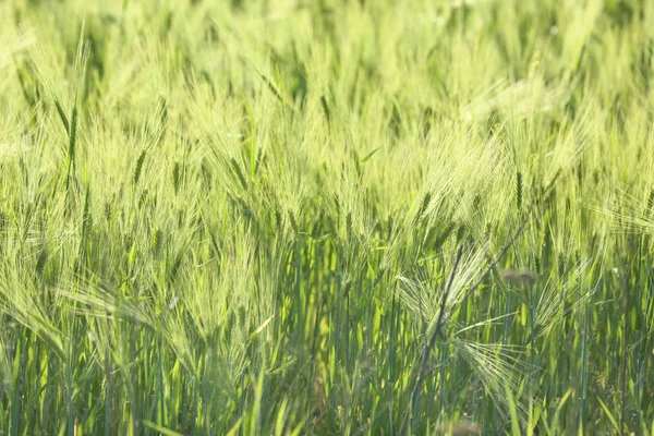 Green spikelets in wheat field — Stock Photo, Image