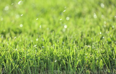 Bahar günü Tarih çimen yeşil