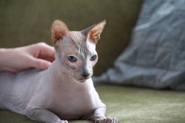 Evde sahibi ile komik Sphynx kedi