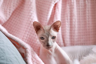 Evde komik Sphynx kedi