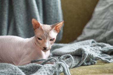 Evde komik Sphynx kedi