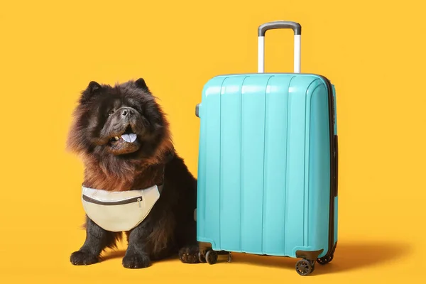 Lindo perro Chow-Chow con maleta sobre fondo de color — Foto de Stock
