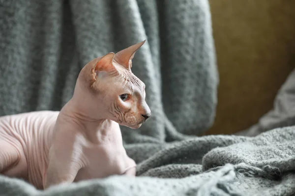 Engraçado Sphynx gato em casa — Fotografia de Stock